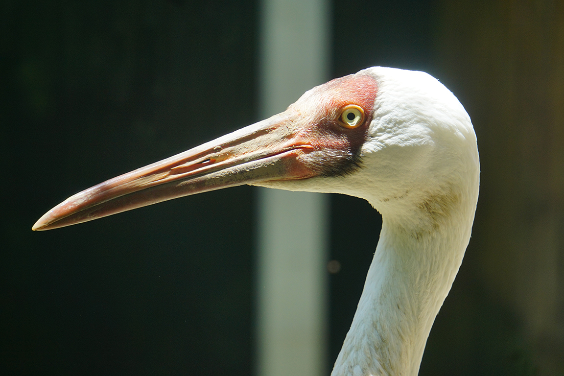 Siberian crane (Leucogeranus leucogeranus)