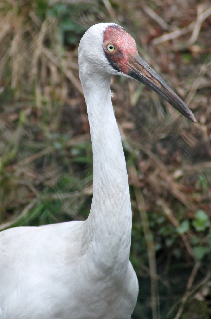 Siberian crane (Leucogeranus leucogeranus)