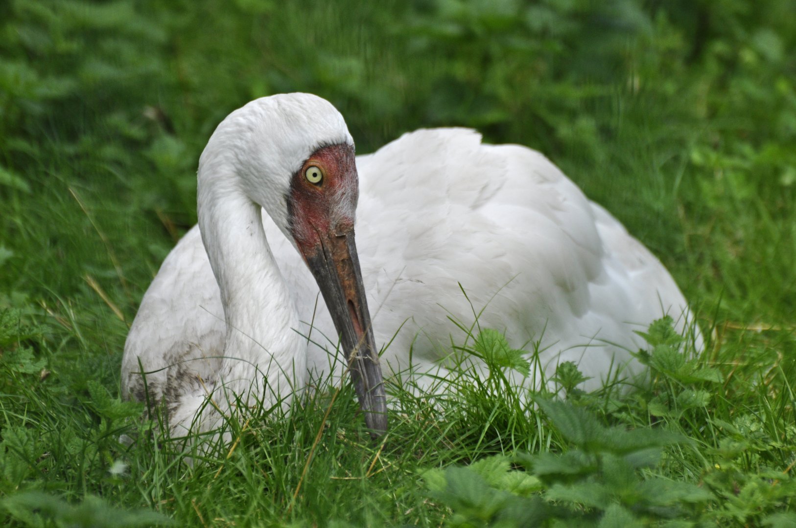 Siberian crane Leucogeranus leucogeranus