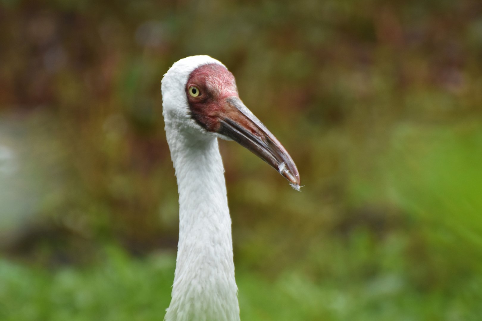 Siberian Crane Leucogeranus leucogeranus