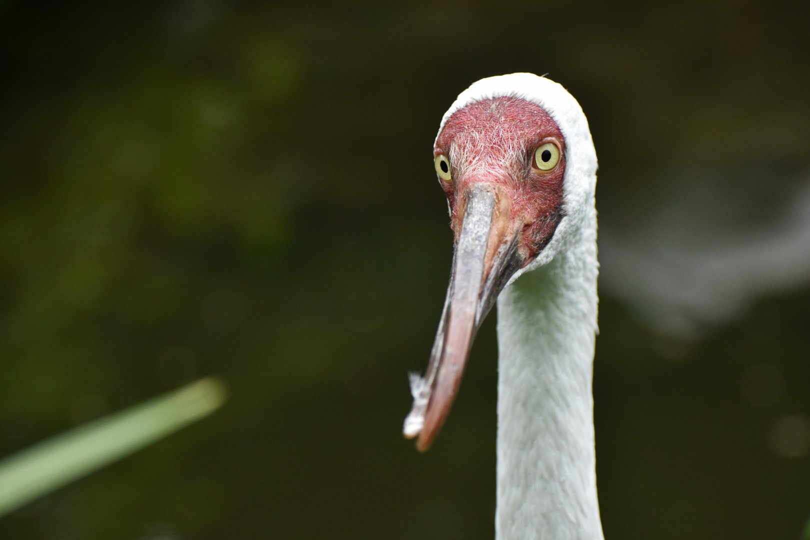 Siberian Crane Leucogeranus leucogeranus