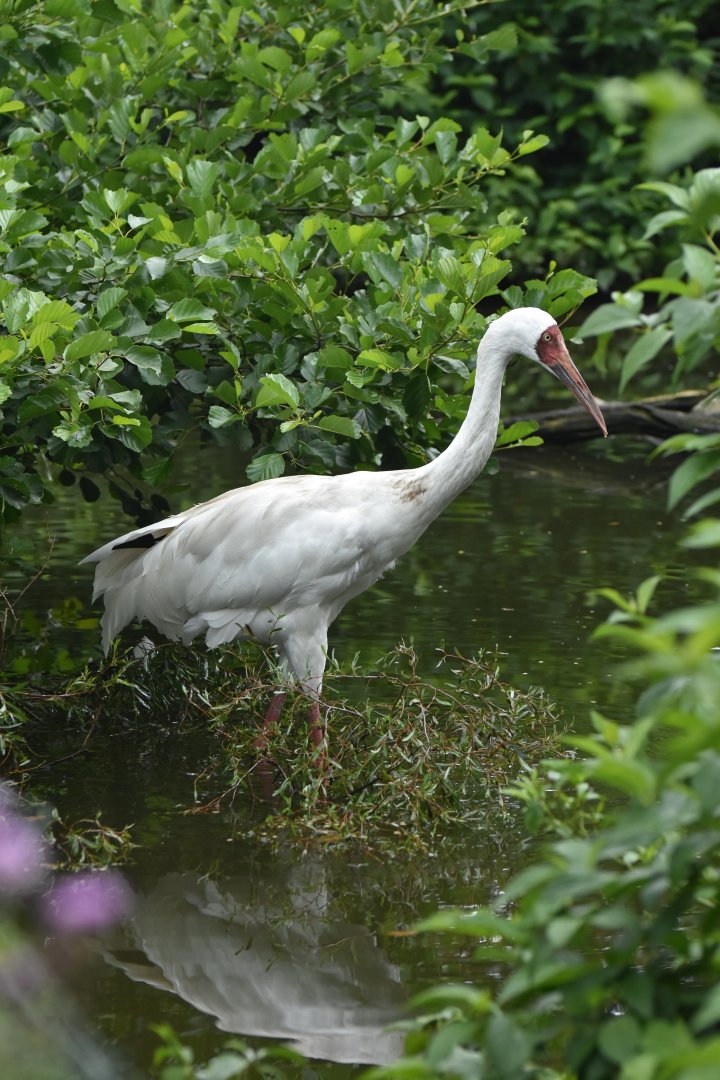 Siberian Crane Leucogeranus leucogeranus