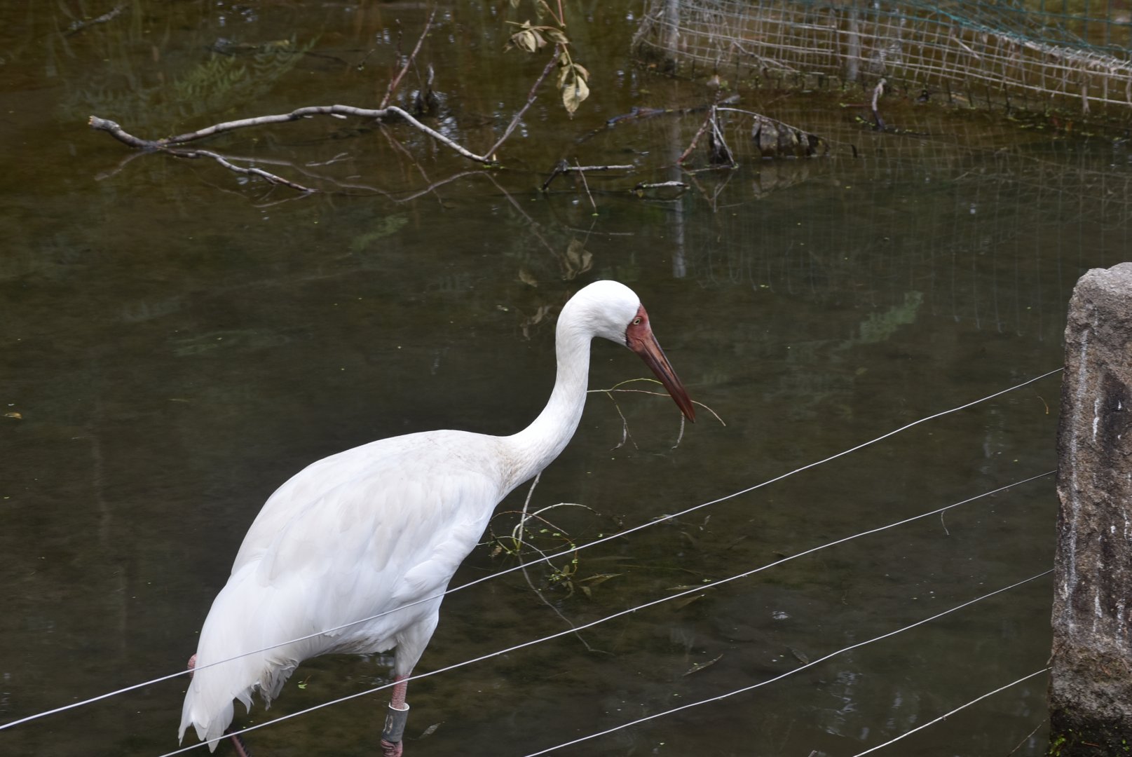 Siberian crane (Leucogeranus leucogeranus),