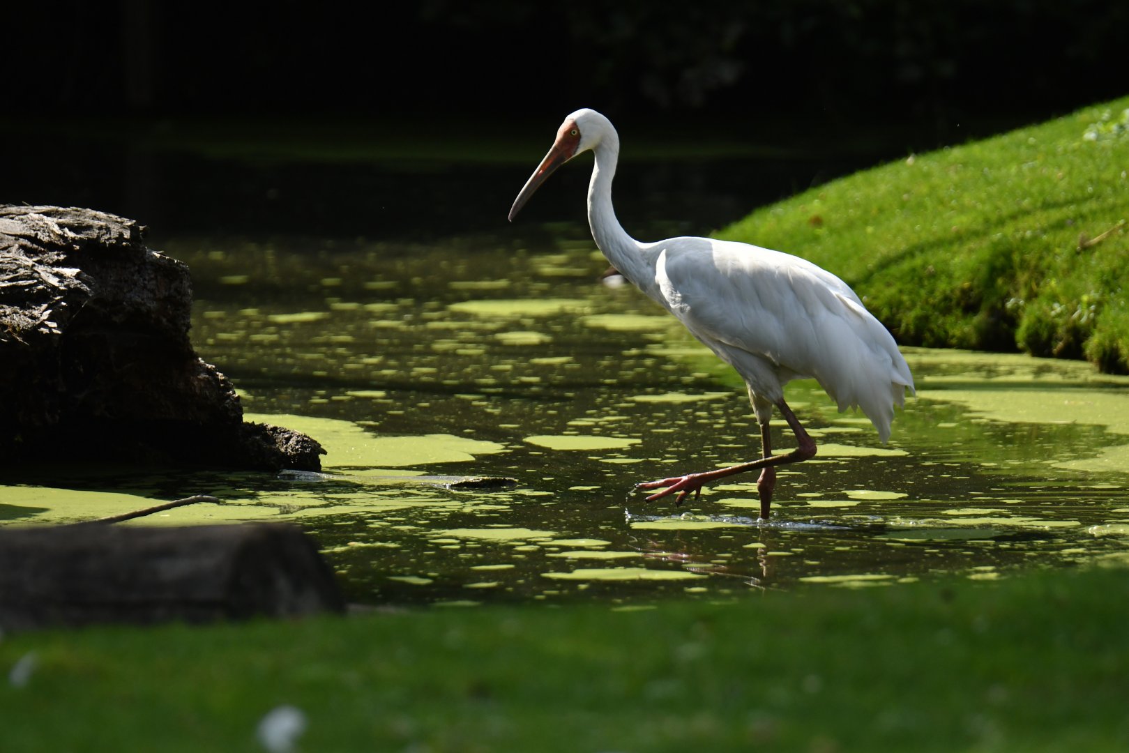 Siberian crane (Leucogeranus leucogeranus)