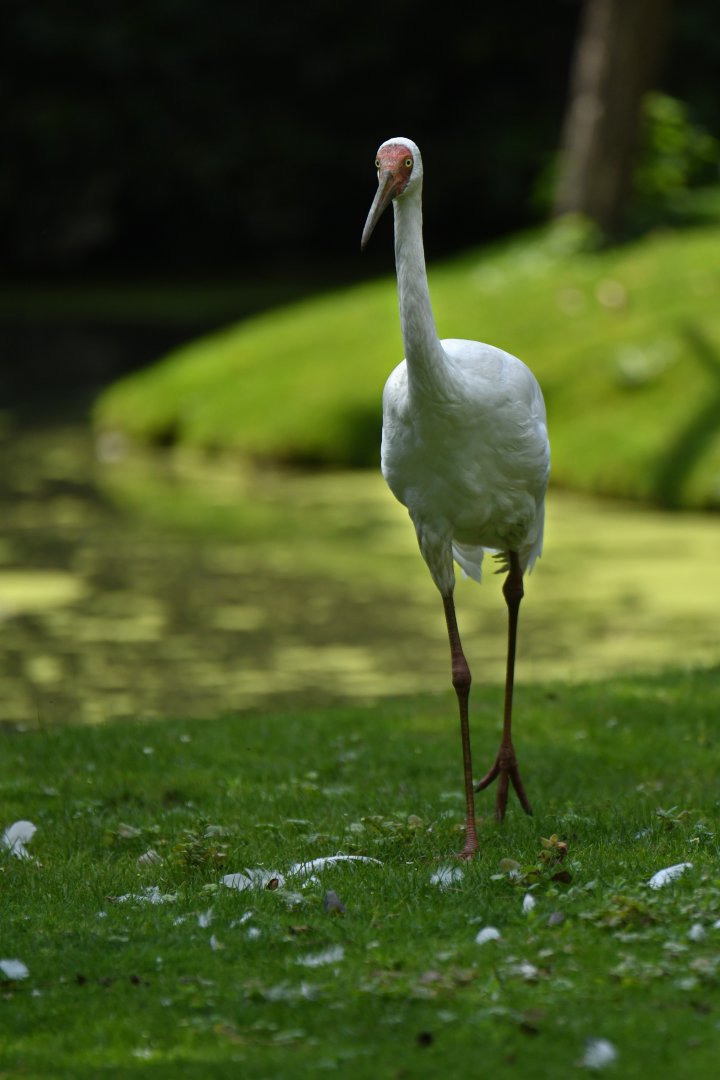 Siberian crane (Leucogeranus leucogeranus)