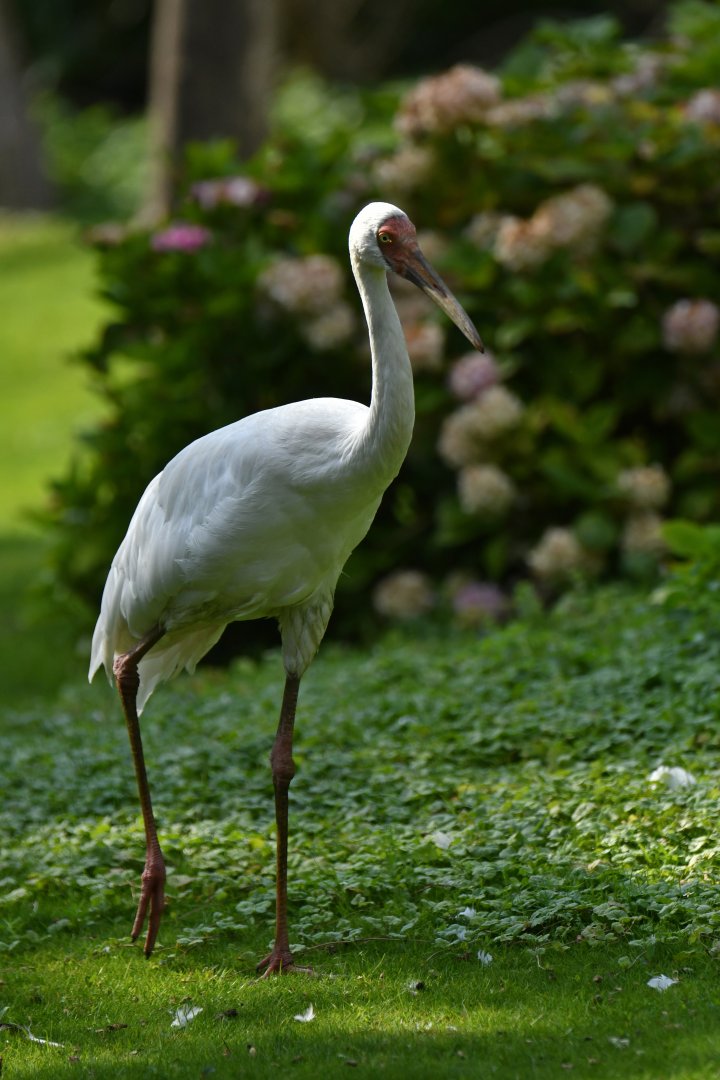 Siberian crane (Leucogeranus leucogeranus)