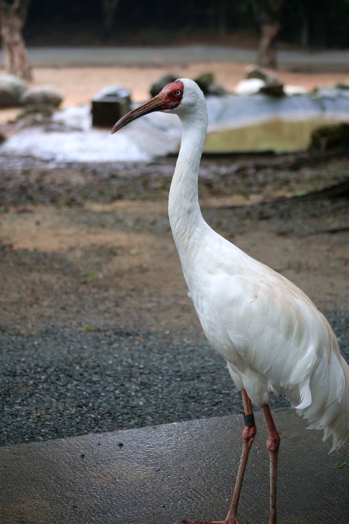 Siberian Crane (Leucogeranus leucogeranus)
