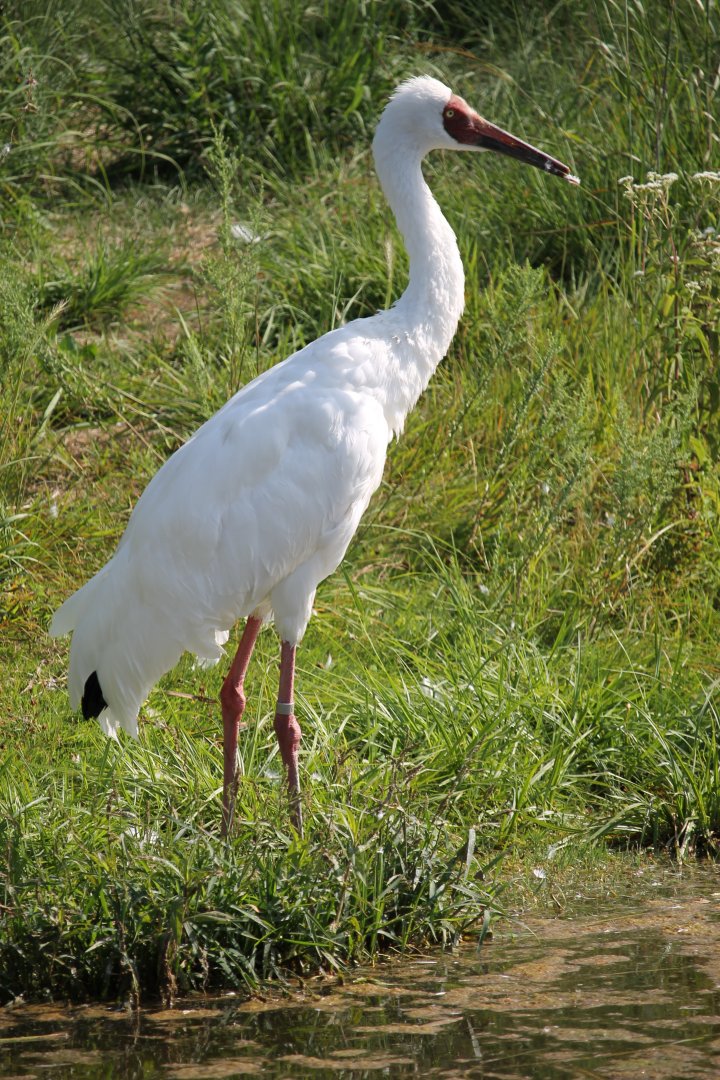 Siberian Crane (Leucogeranus leucogeranus)