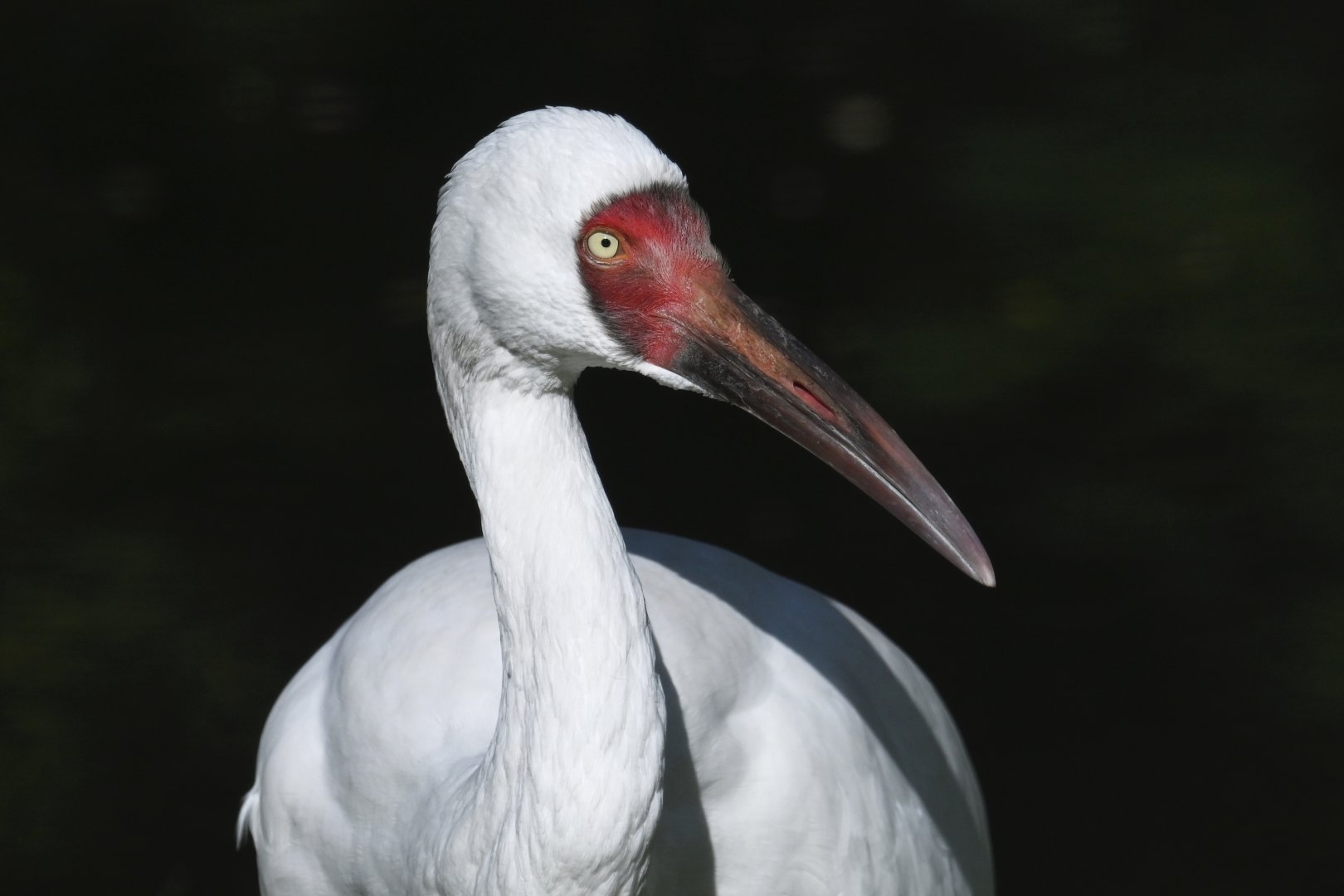 Siberian crane Leucogeranus leucogeranus