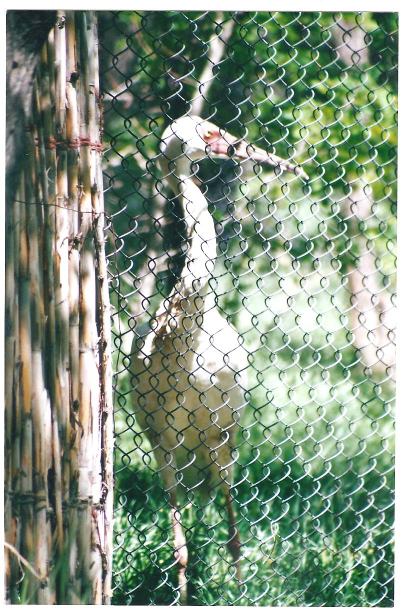 Siberian Crane-pardisan park