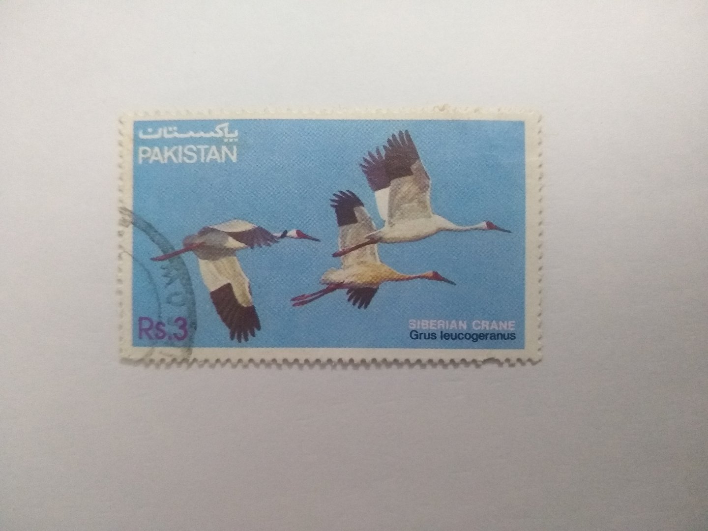 Siberian crane - Postage stamp Pakistan