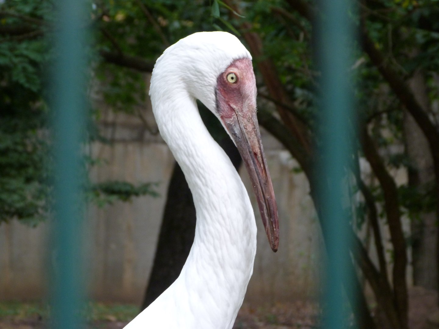 Siberian crane -Tierpark Berlin (2024)