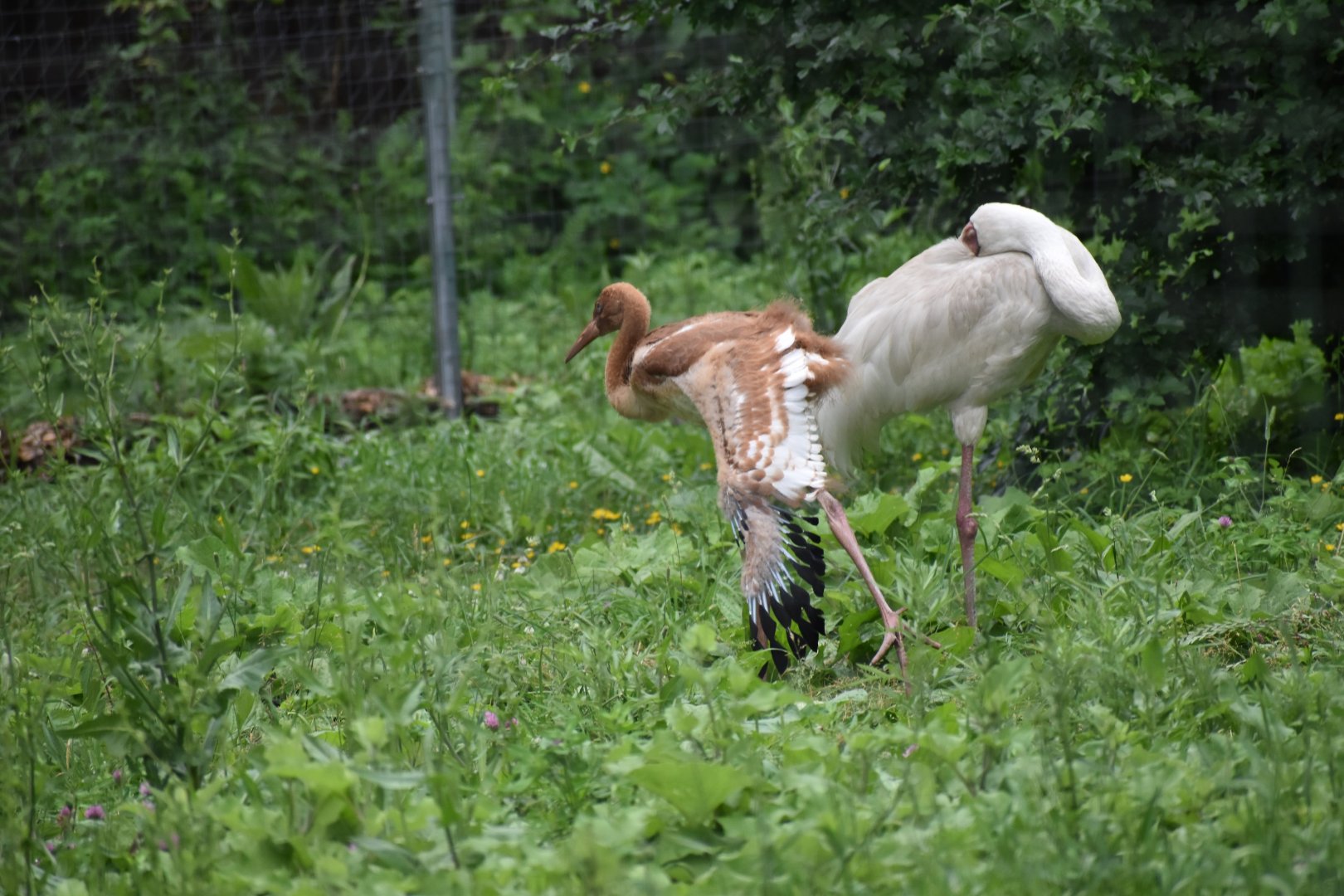 Siberian Crane with chick