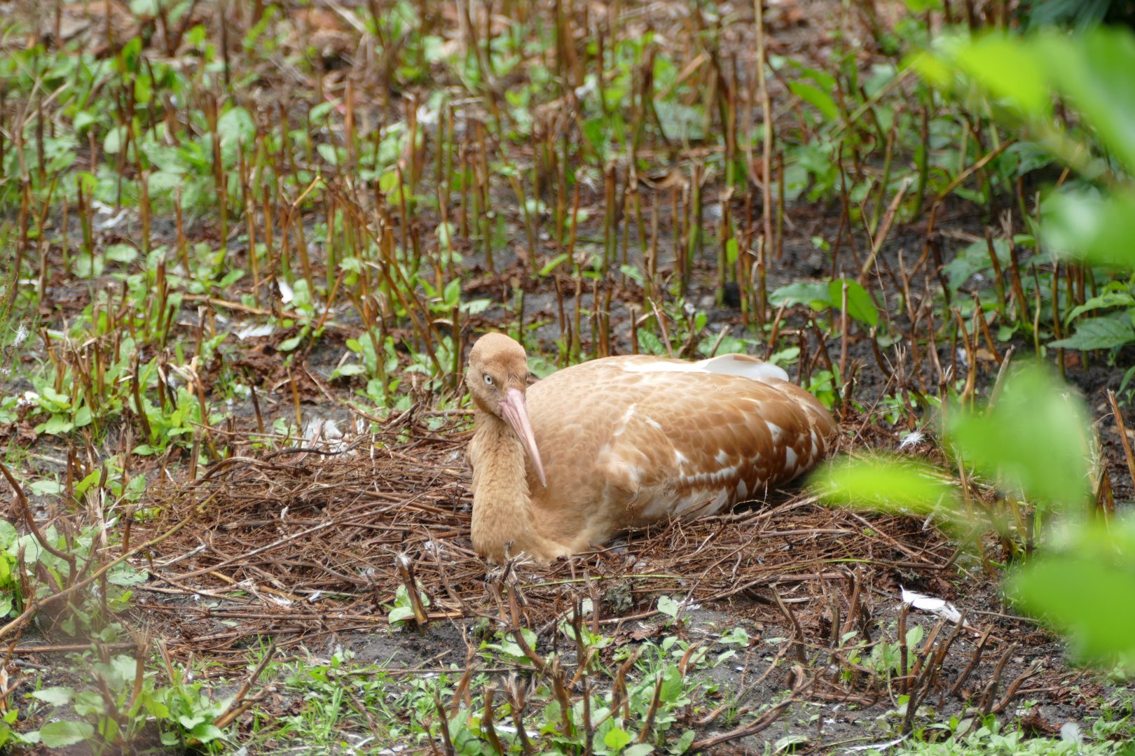 Siberian crane youngster
