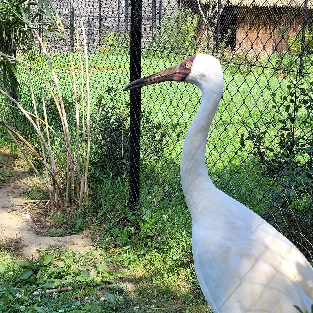 Siberian crane -Zoo de Labenne (2023)