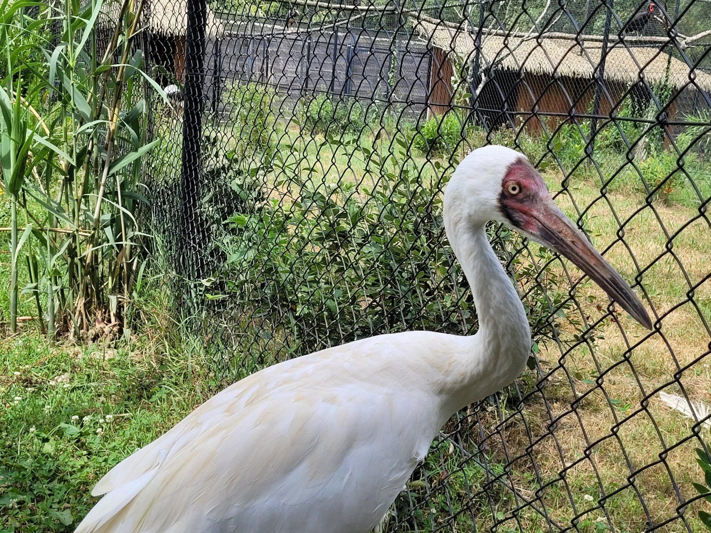 Siberian crane -Zoo de Labenne (2024)