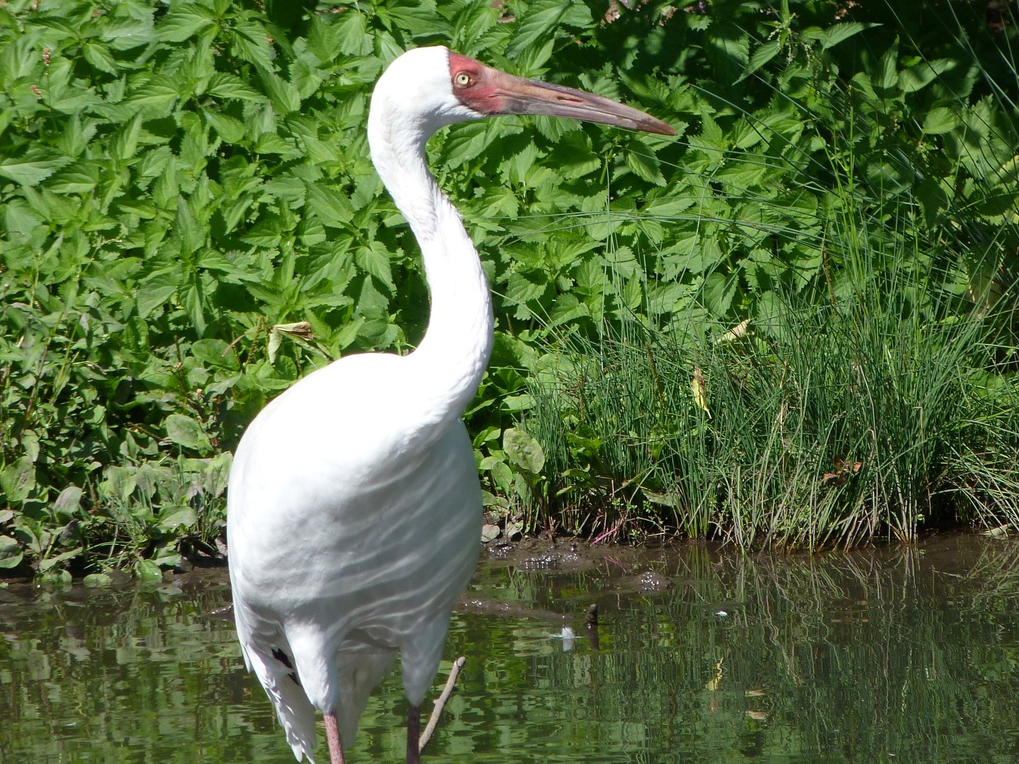 Siberian crane -Zoo Praha (2025)