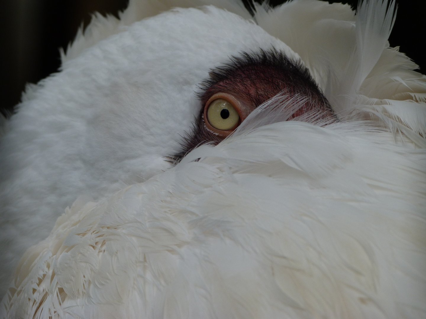 Siberian crane -ZooParc de Beauval (2025)