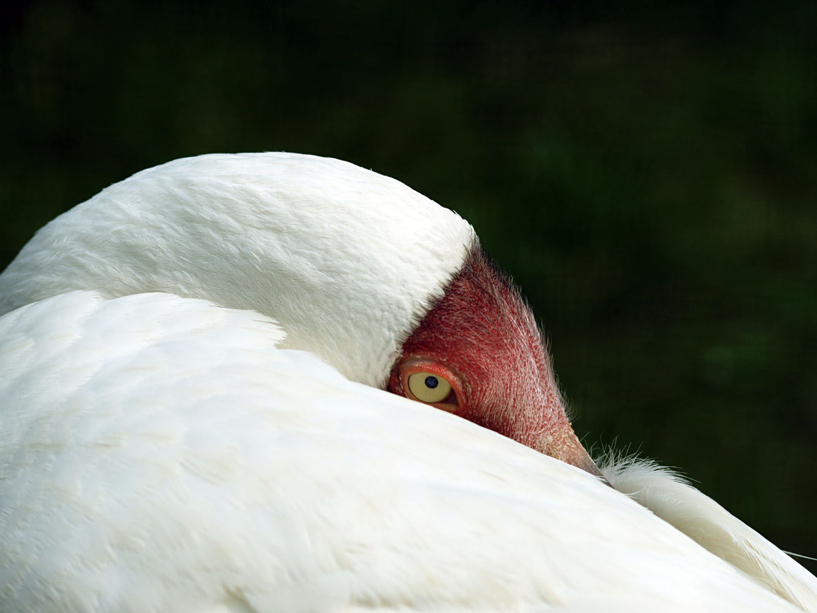 Siberian crane
