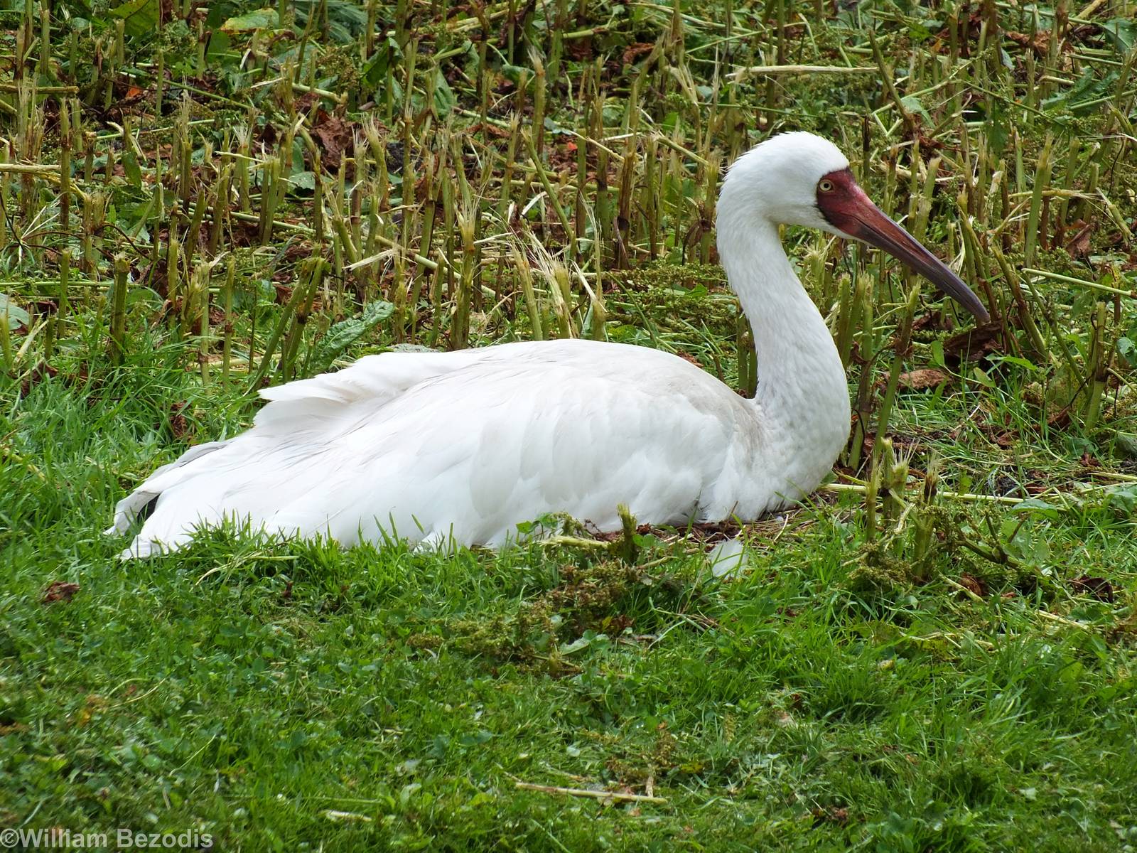 Siberian Crane