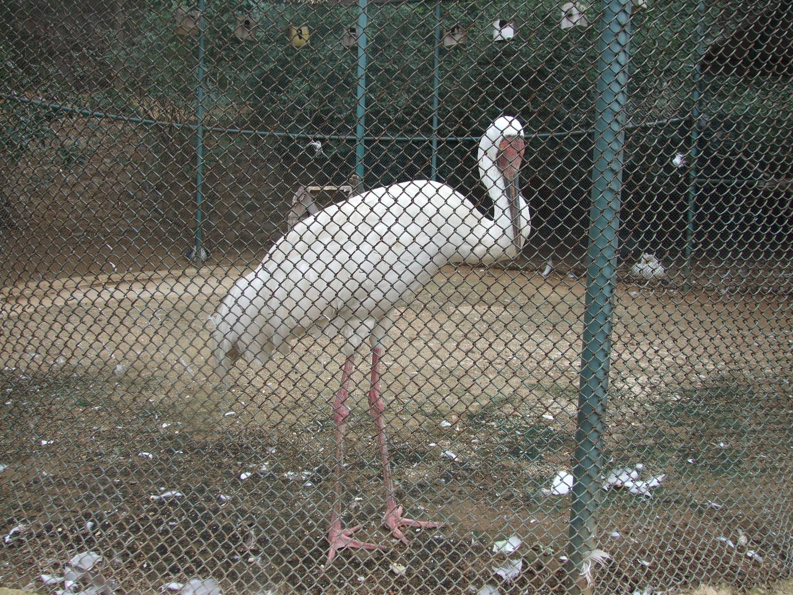 Siberian crane