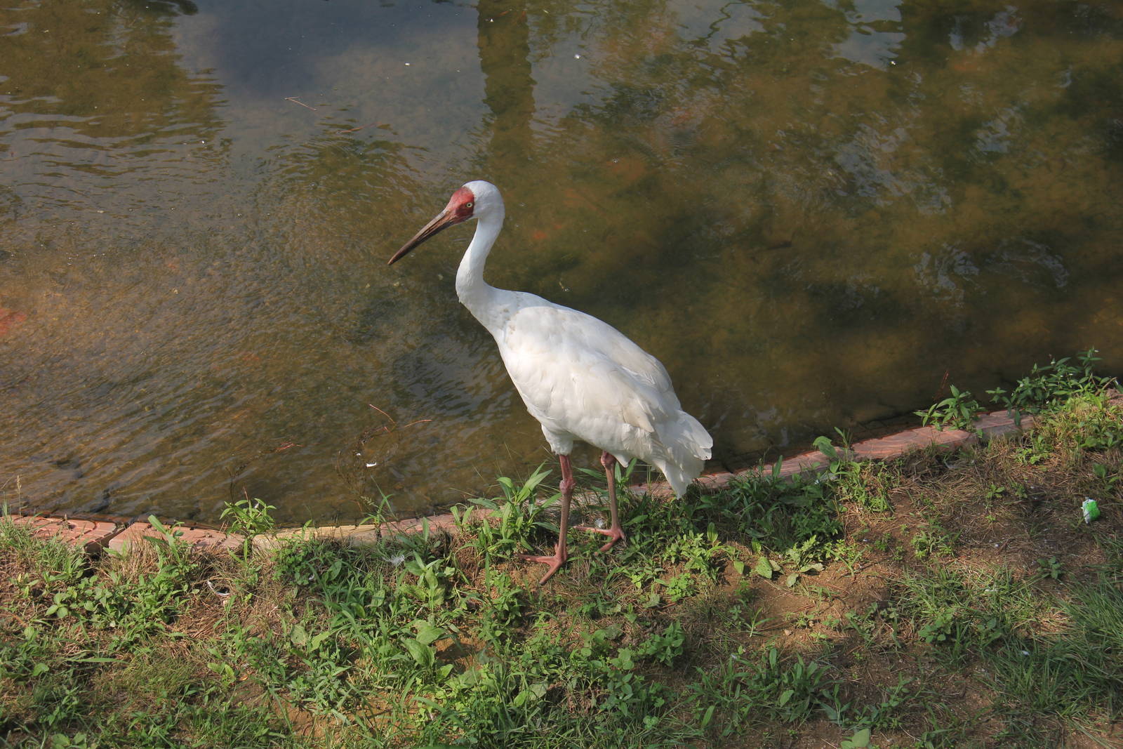 Siberian crane