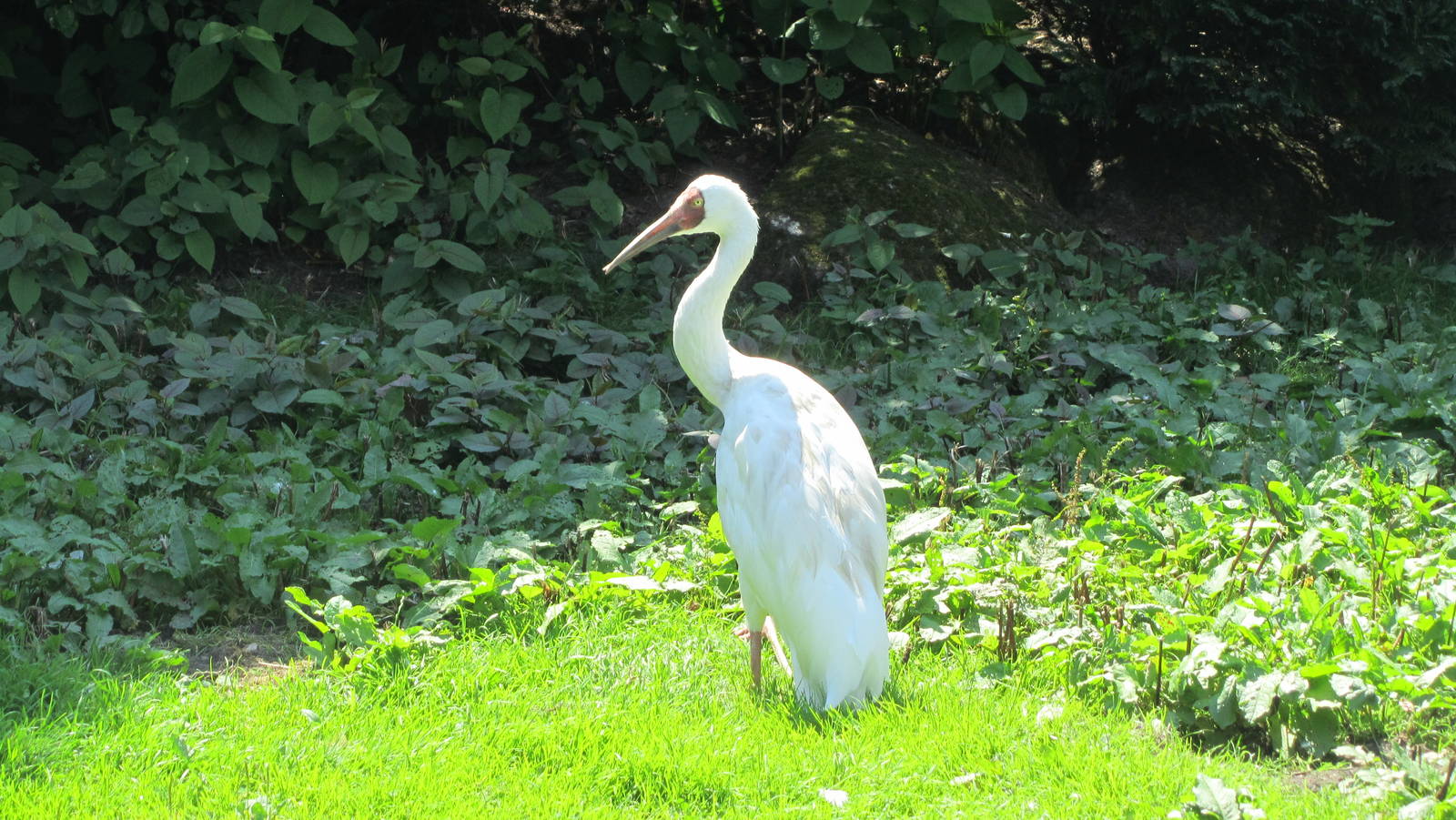 Siberian crane