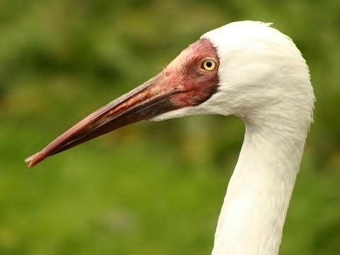 Siberian Crane
