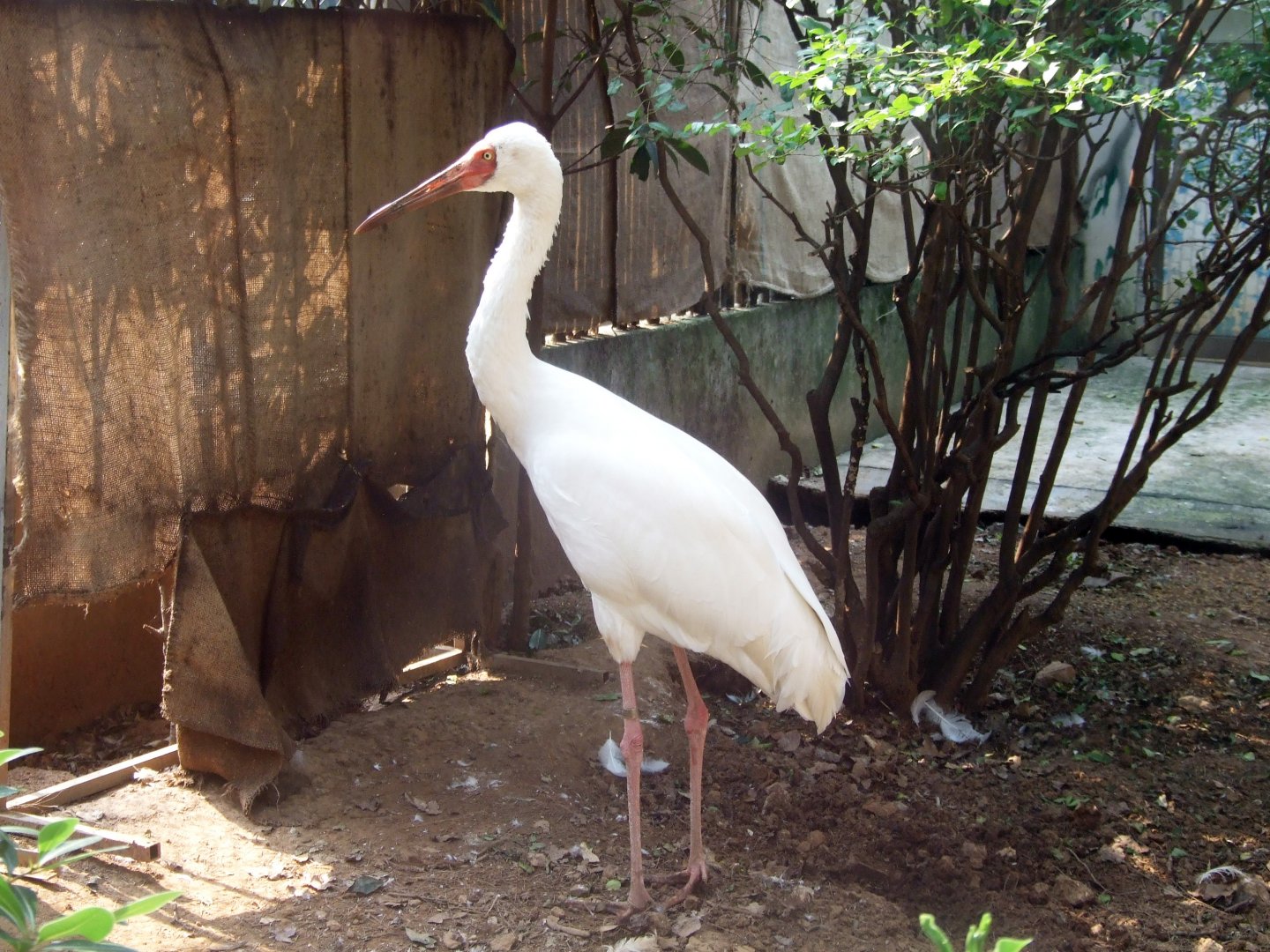 Siberian Crane