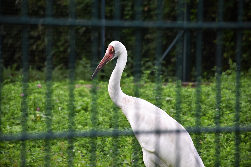 Siberian crane