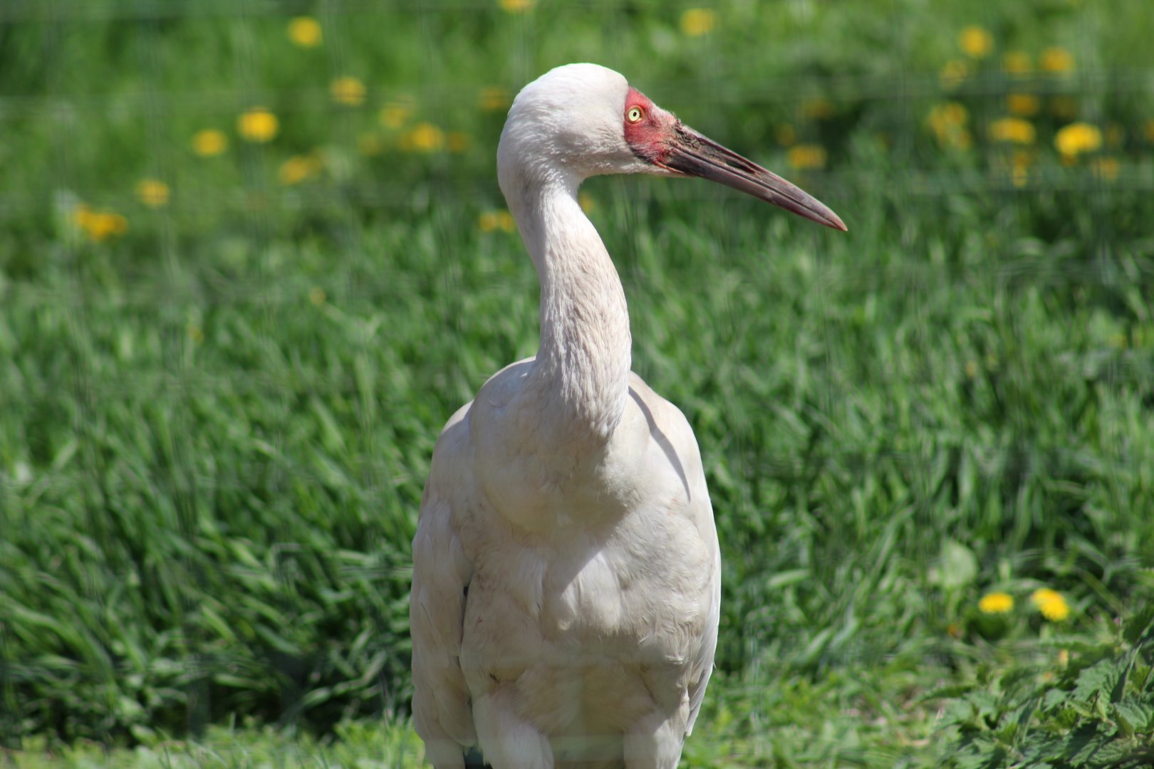Siberian Crane
