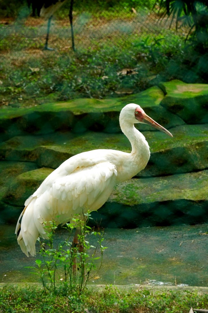 Siberian crane