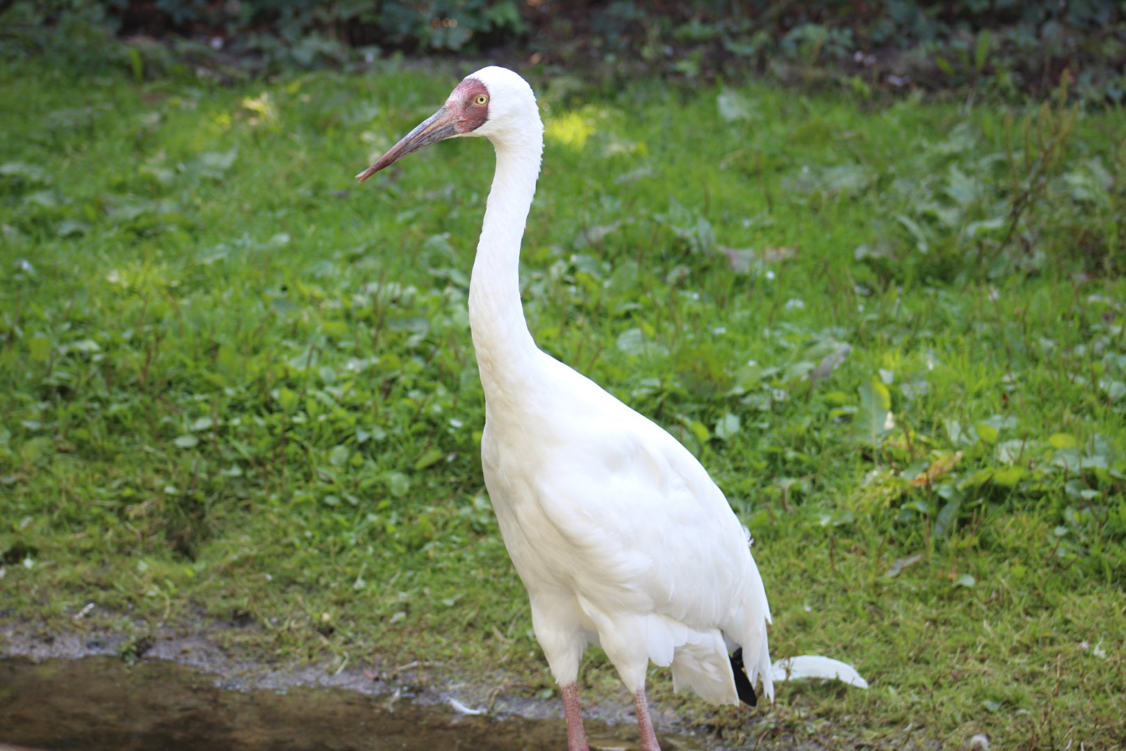 Siberian Crane