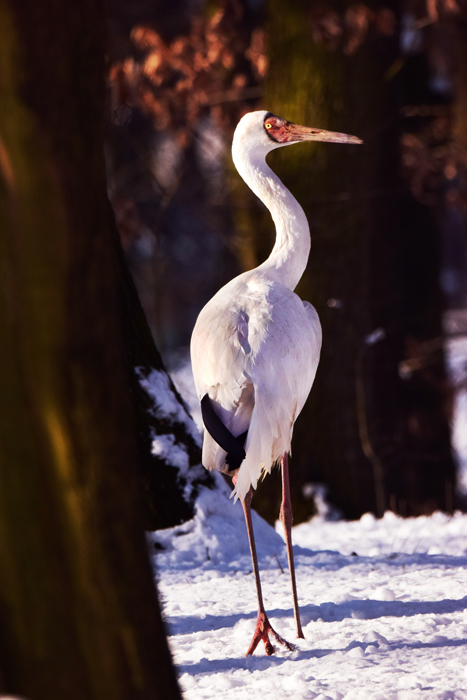 Siberian crane