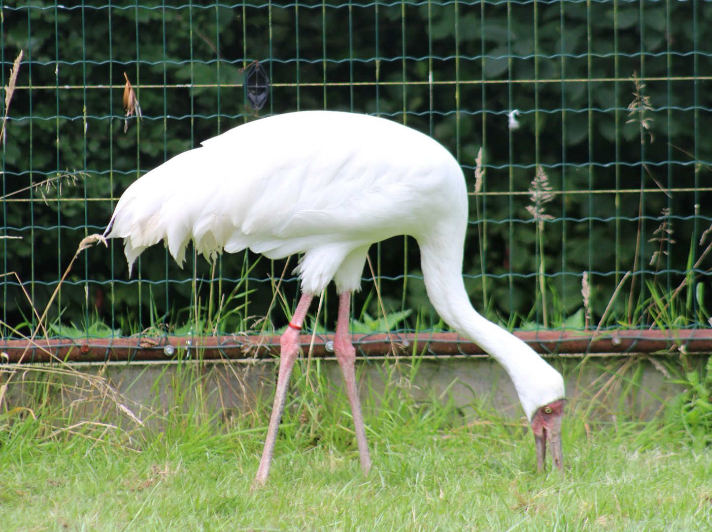 Siberian crane