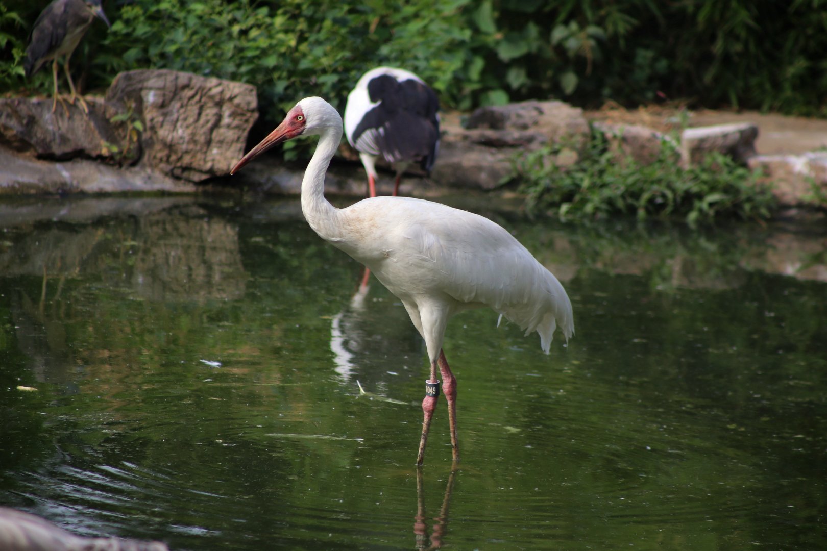 Siberian Crane