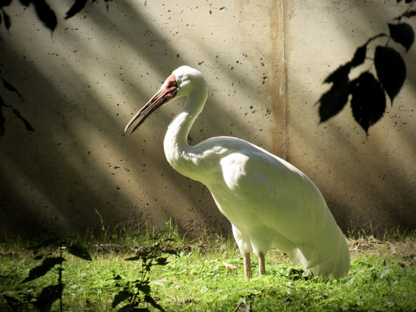 Siberian crane