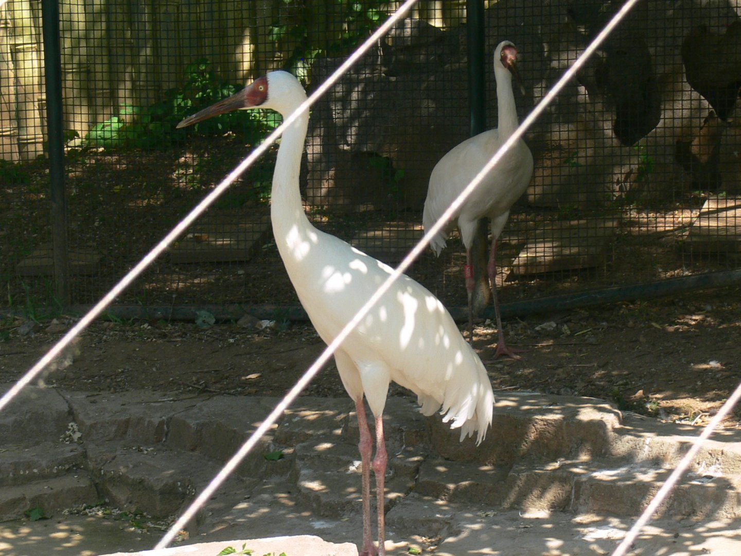 Siberian Crane