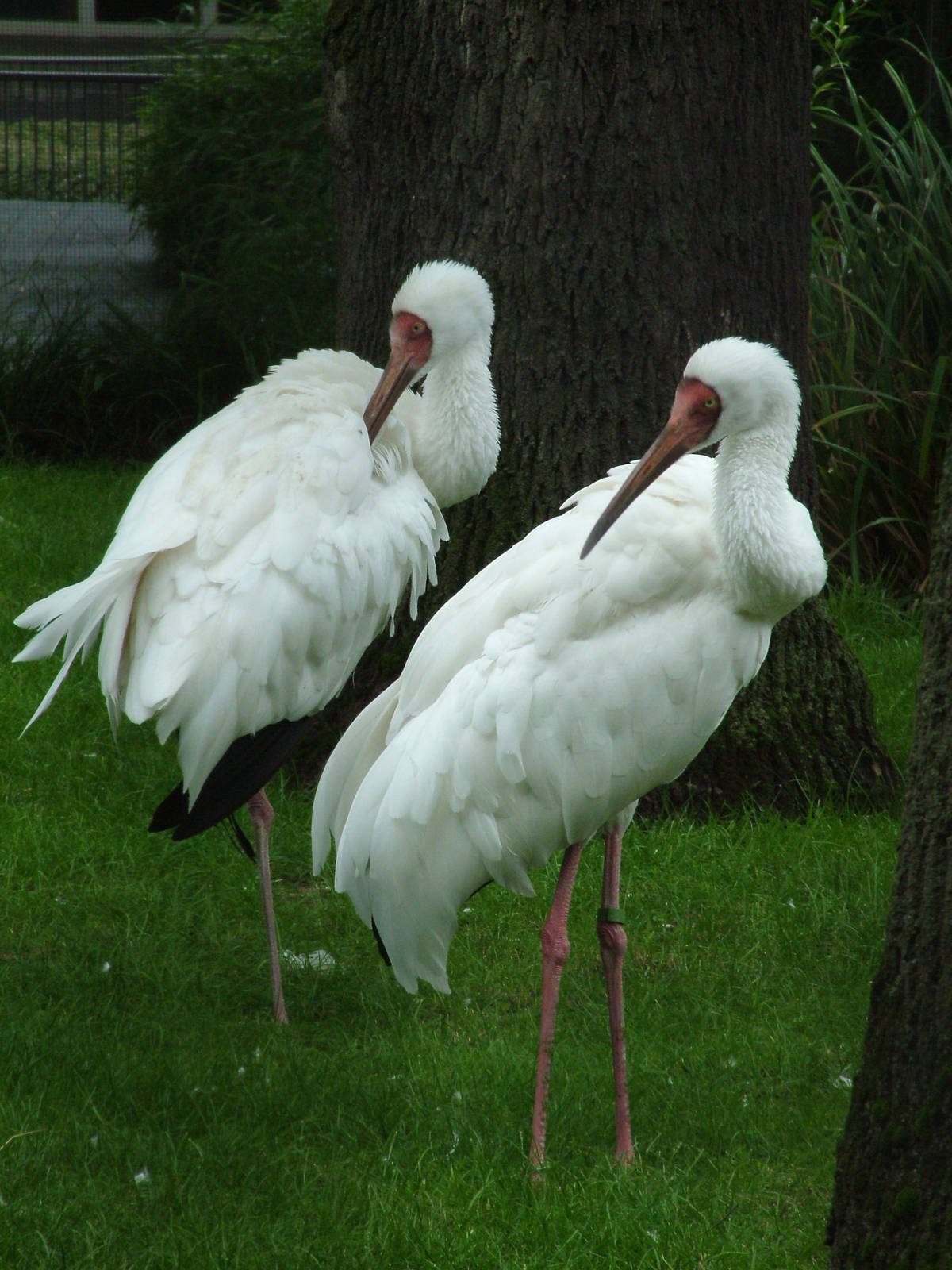 Siberian Cranes at Cologne, 07/09/10