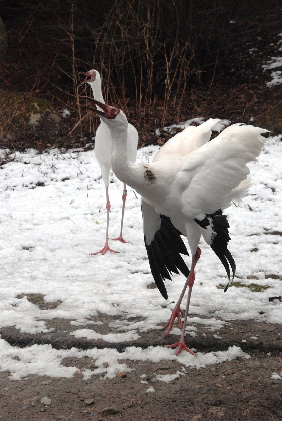 Siberian Cranes at Walsrode, 22/03/13