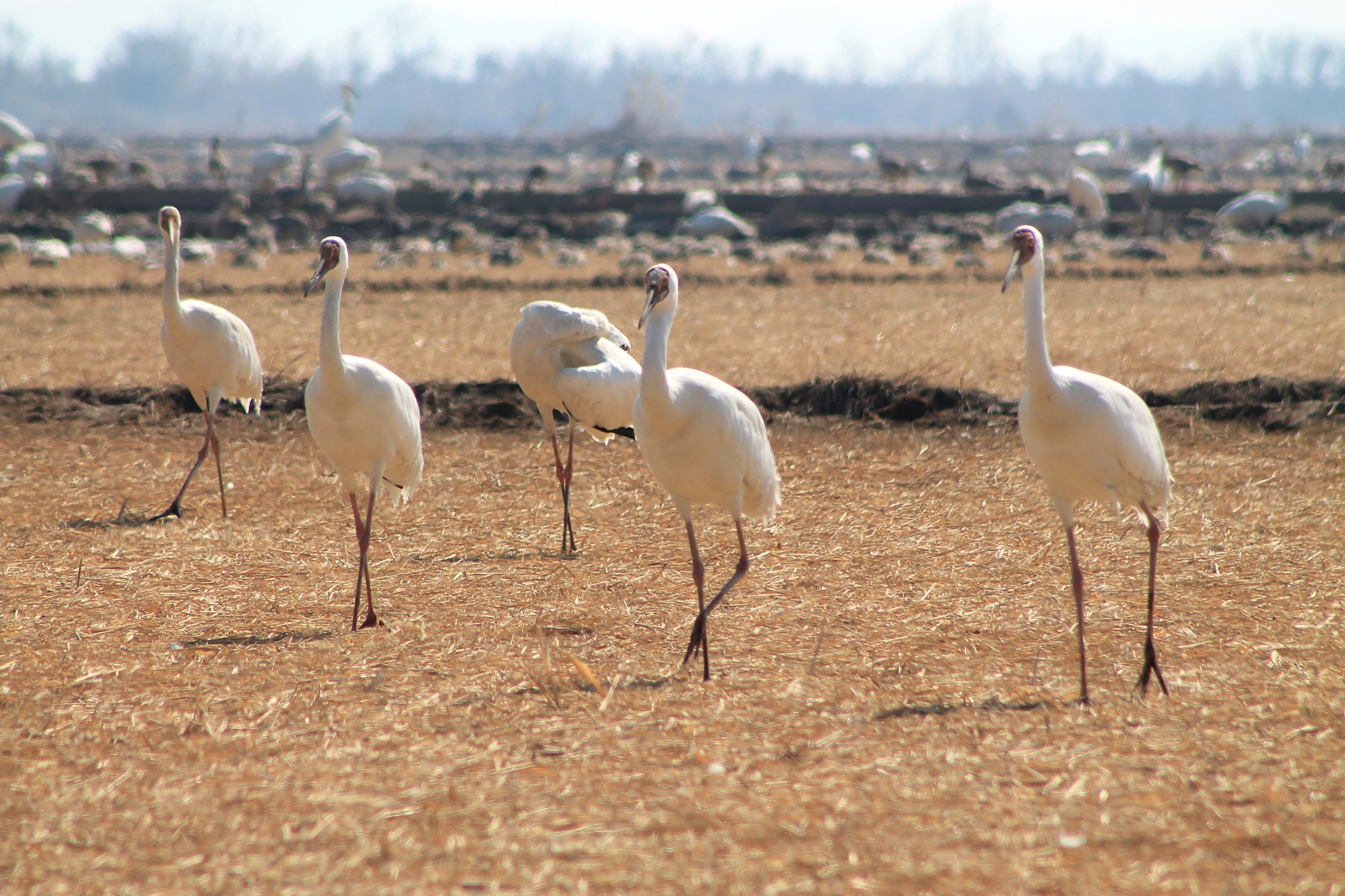 Siberian Cranes (Grus leucogeranus)