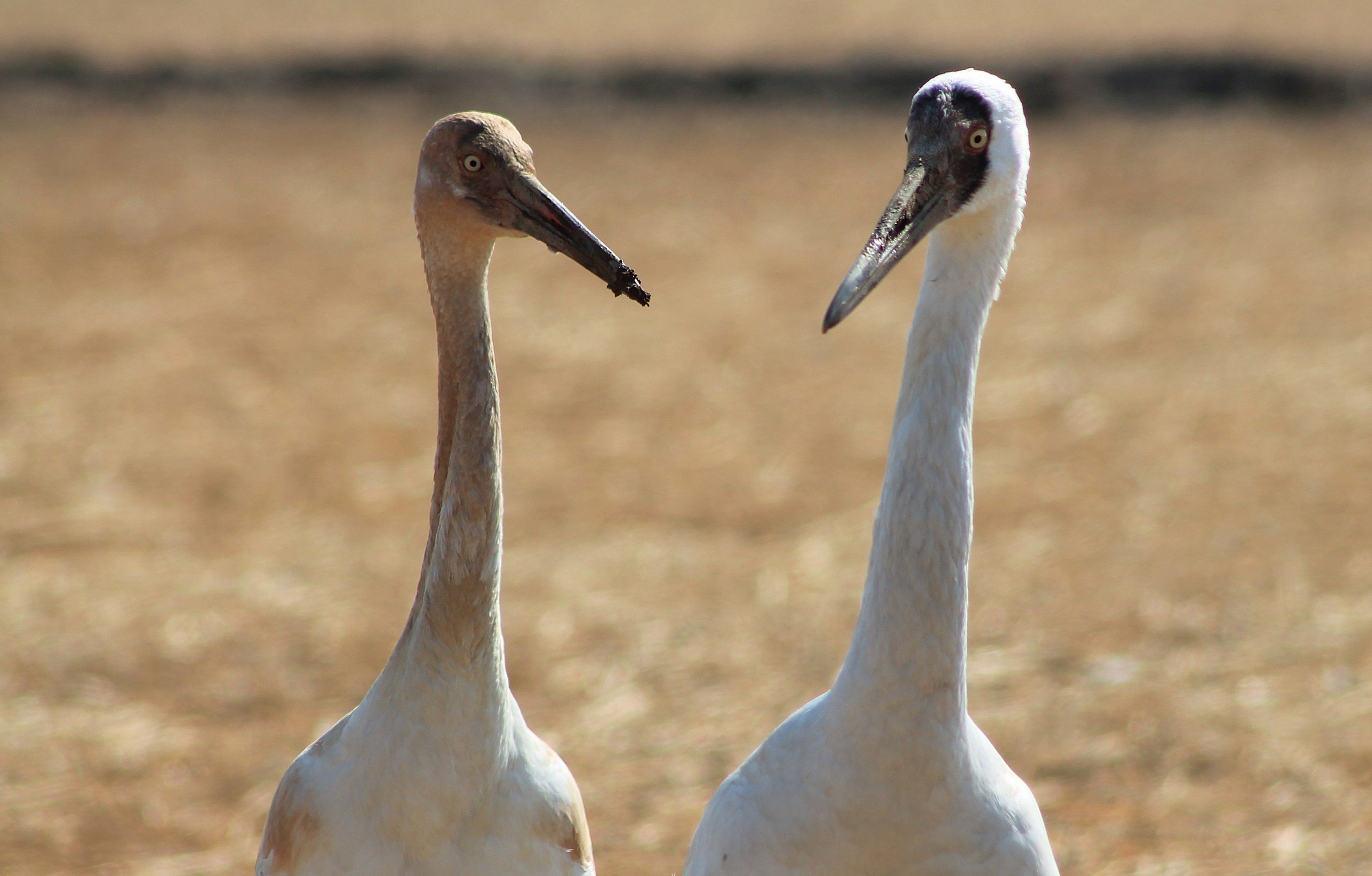 Siberian Cranes (Grus leucogeranus)