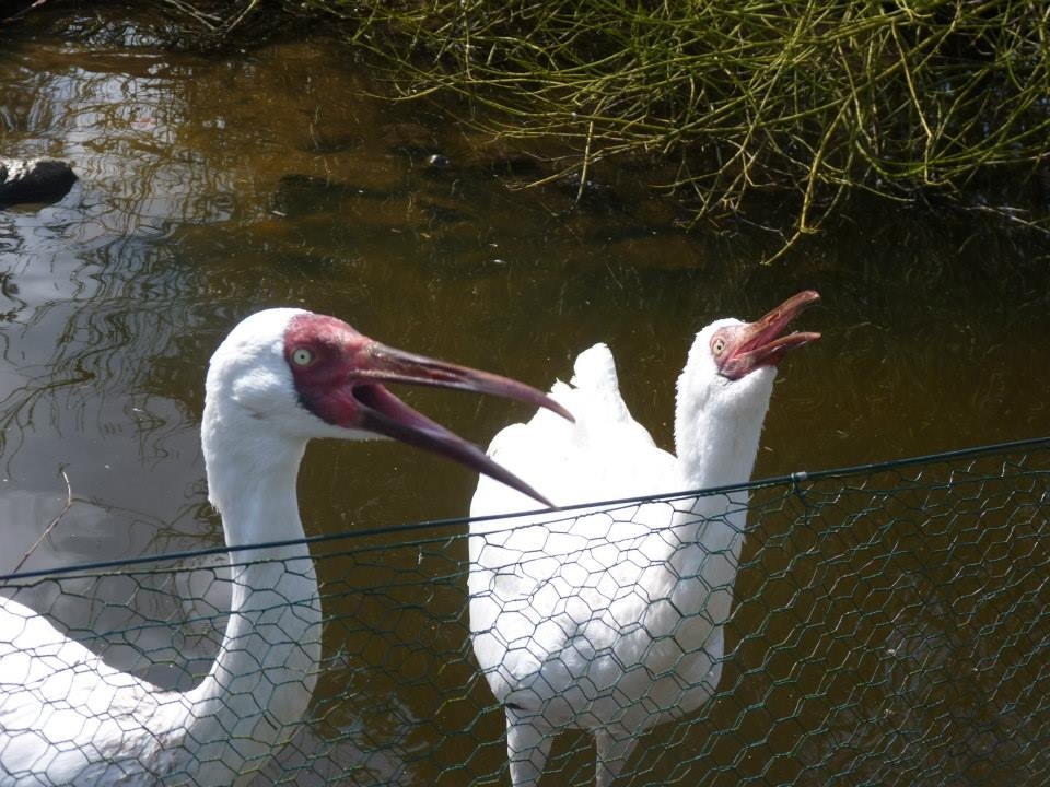 Siberian cranes unison calling