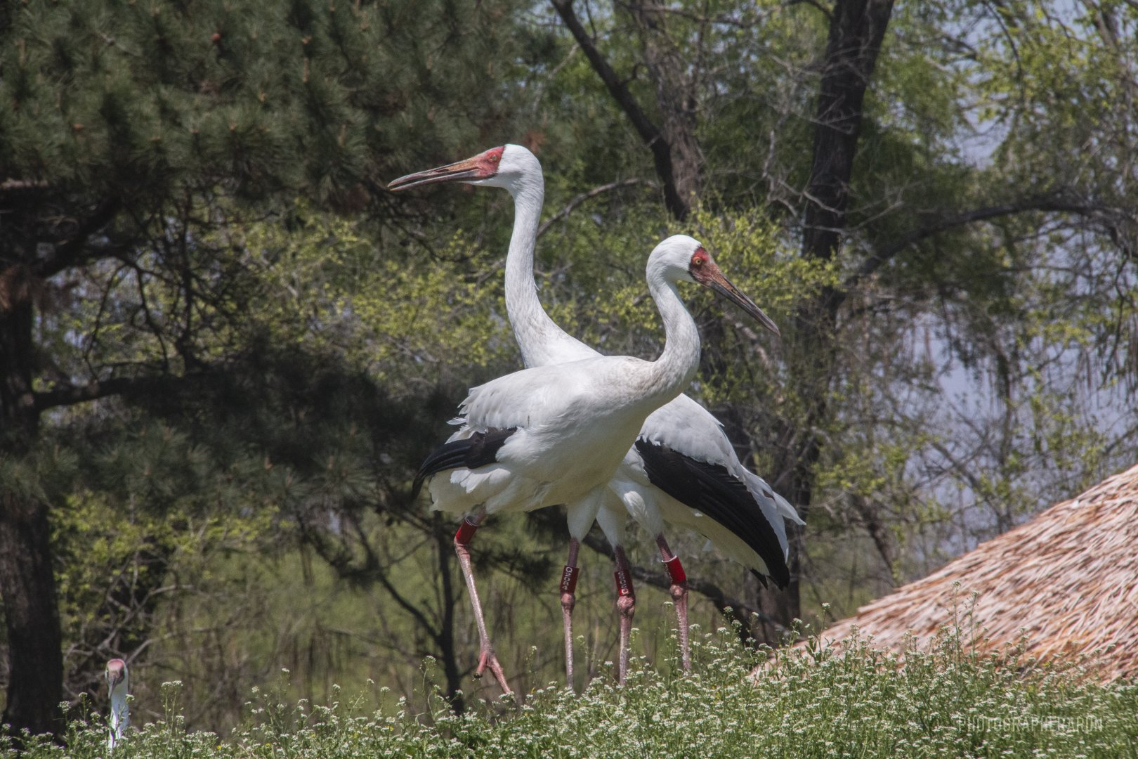 Siberian Cranes