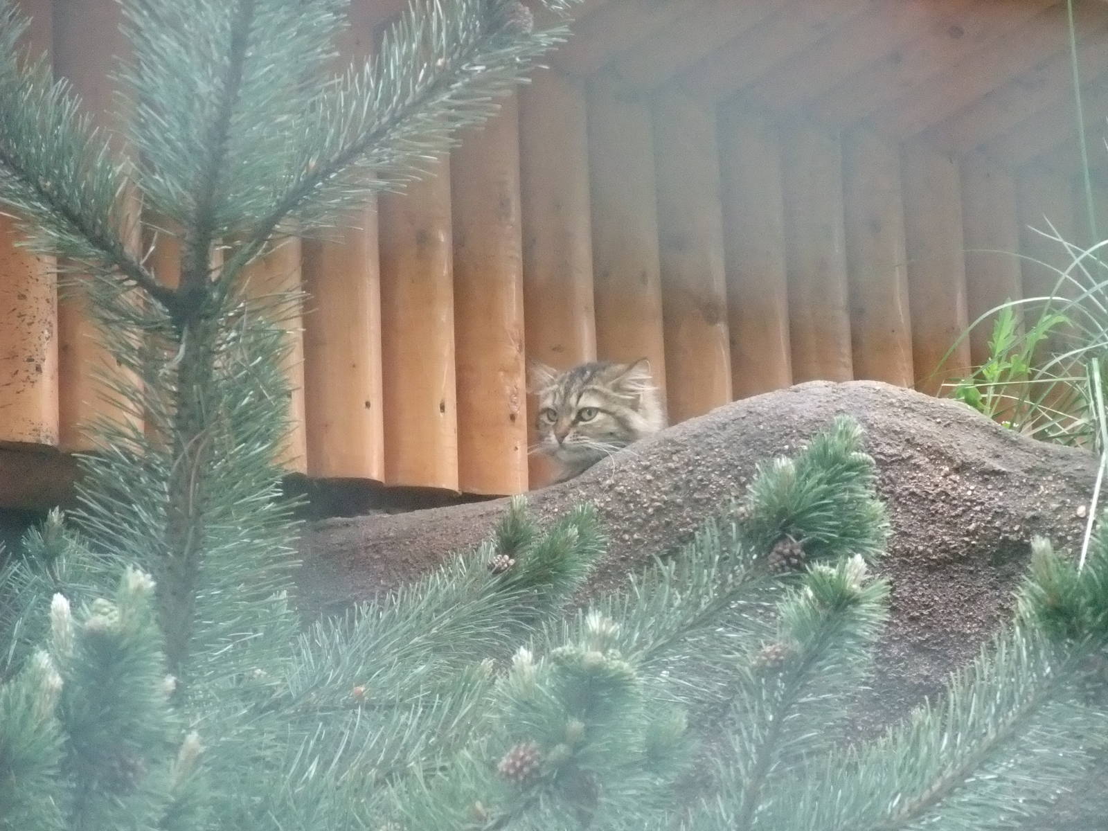Siberian Domestic Cat at Vyskov, 30/05/10