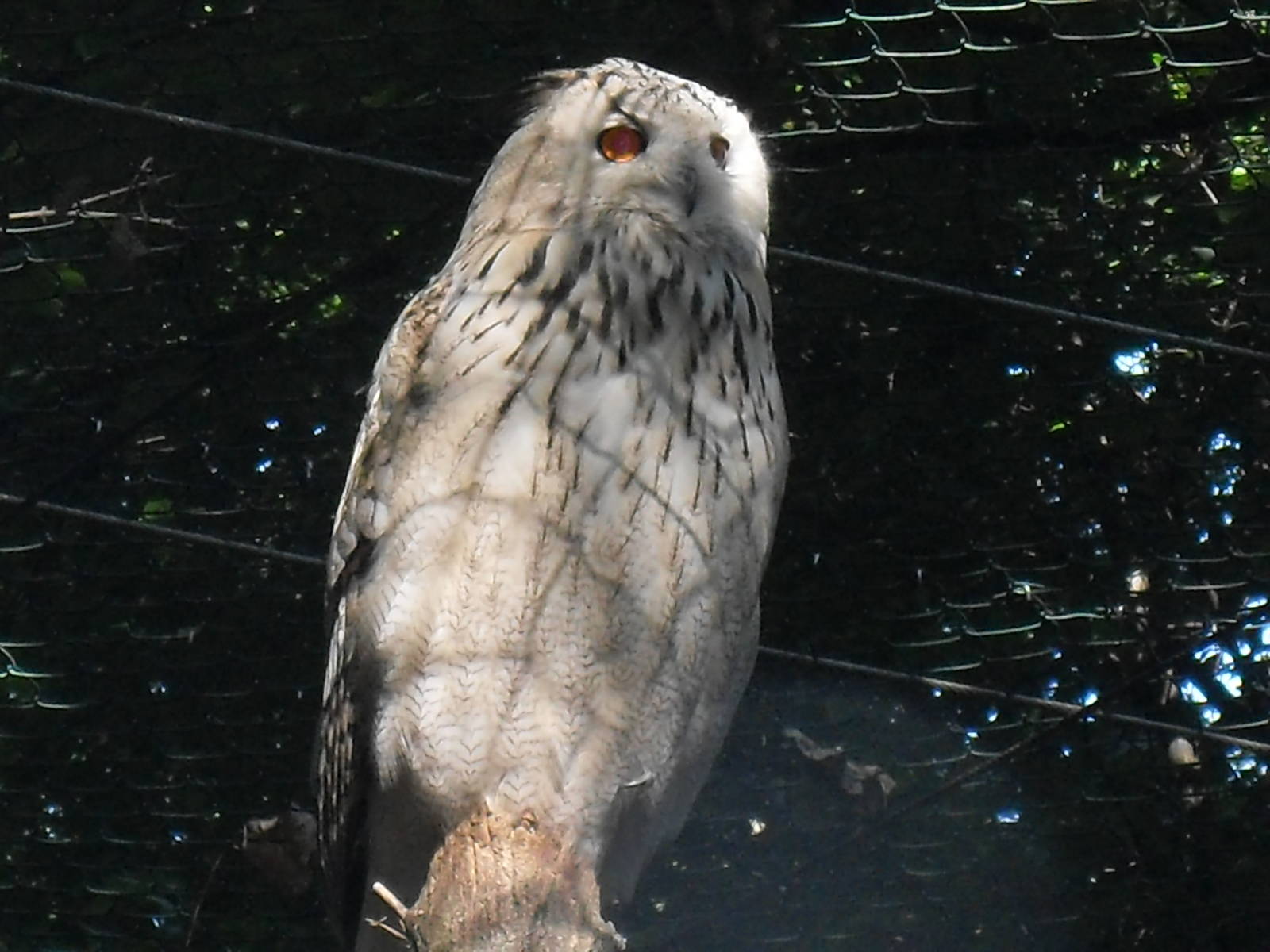 siberian eagle owl  050910