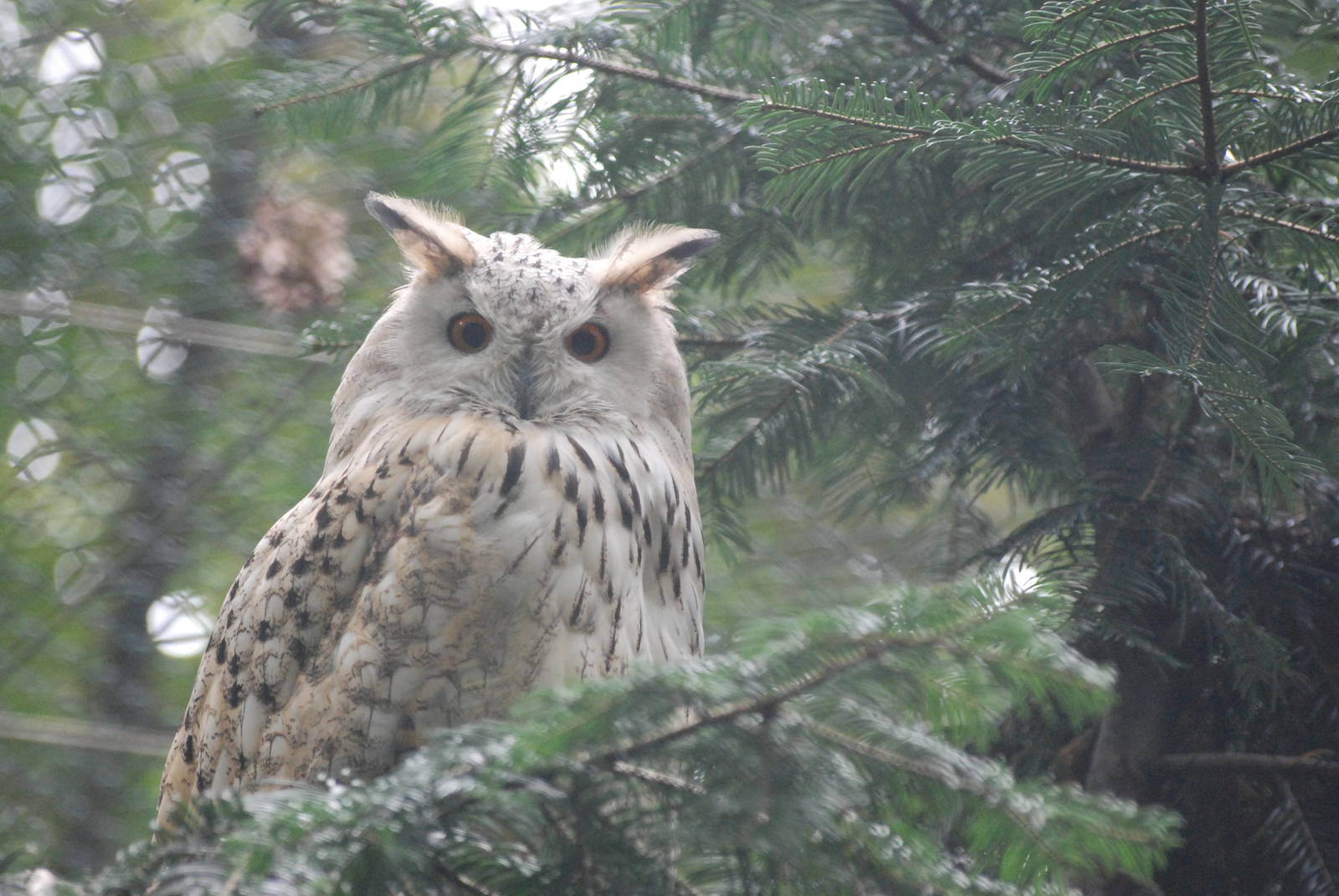 Siberian Eagle Owl at Tierpark Berlin, 30/08/11
