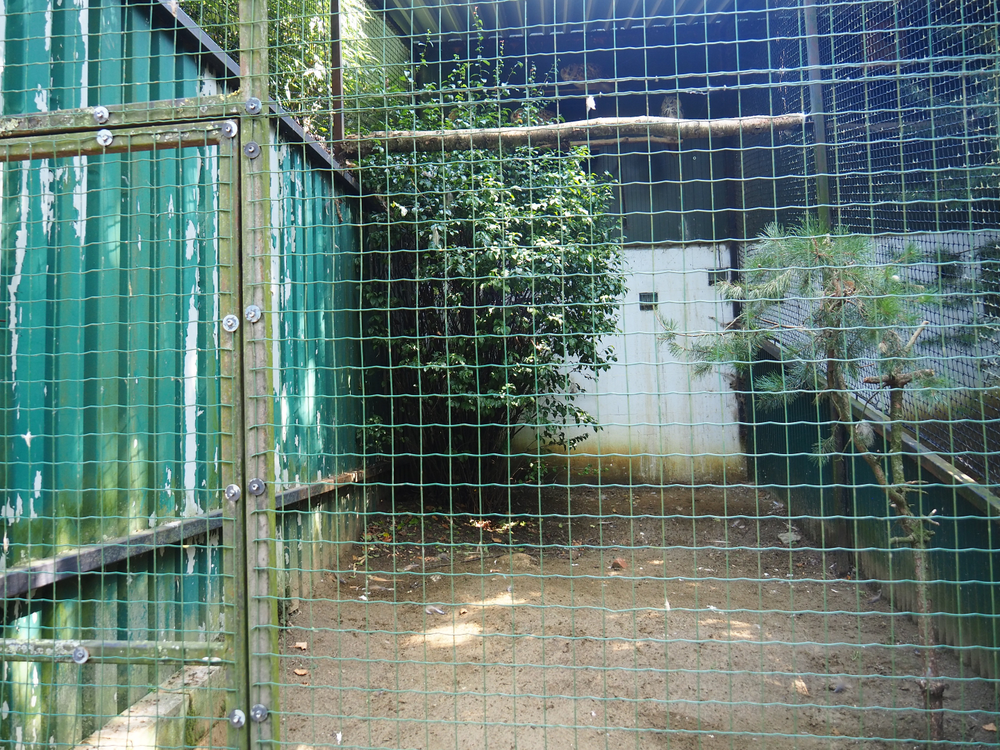 Siberian eagle owl aviary, 2019-08-04