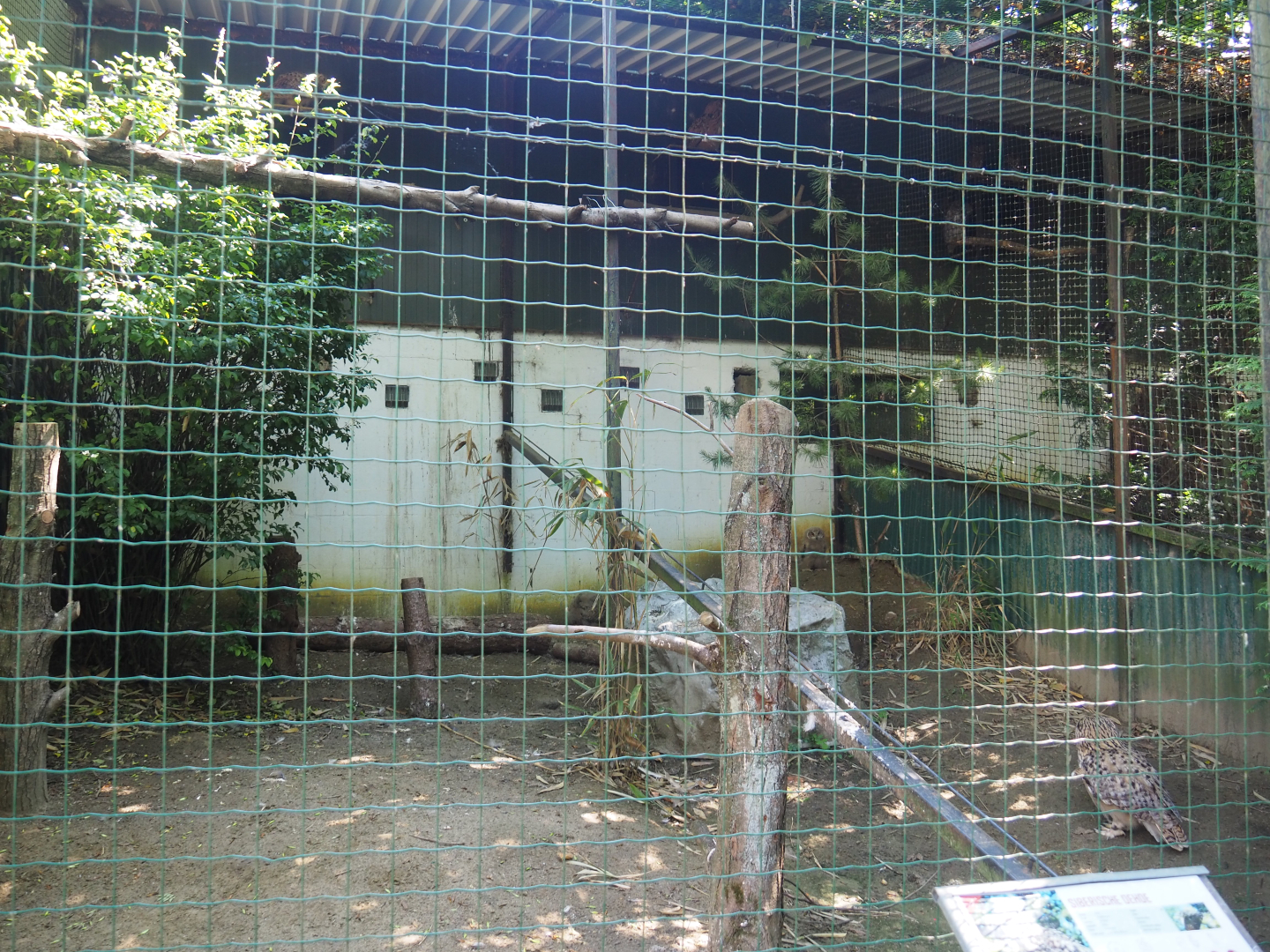Siberian eagle-owl aviary, 2020-06-20