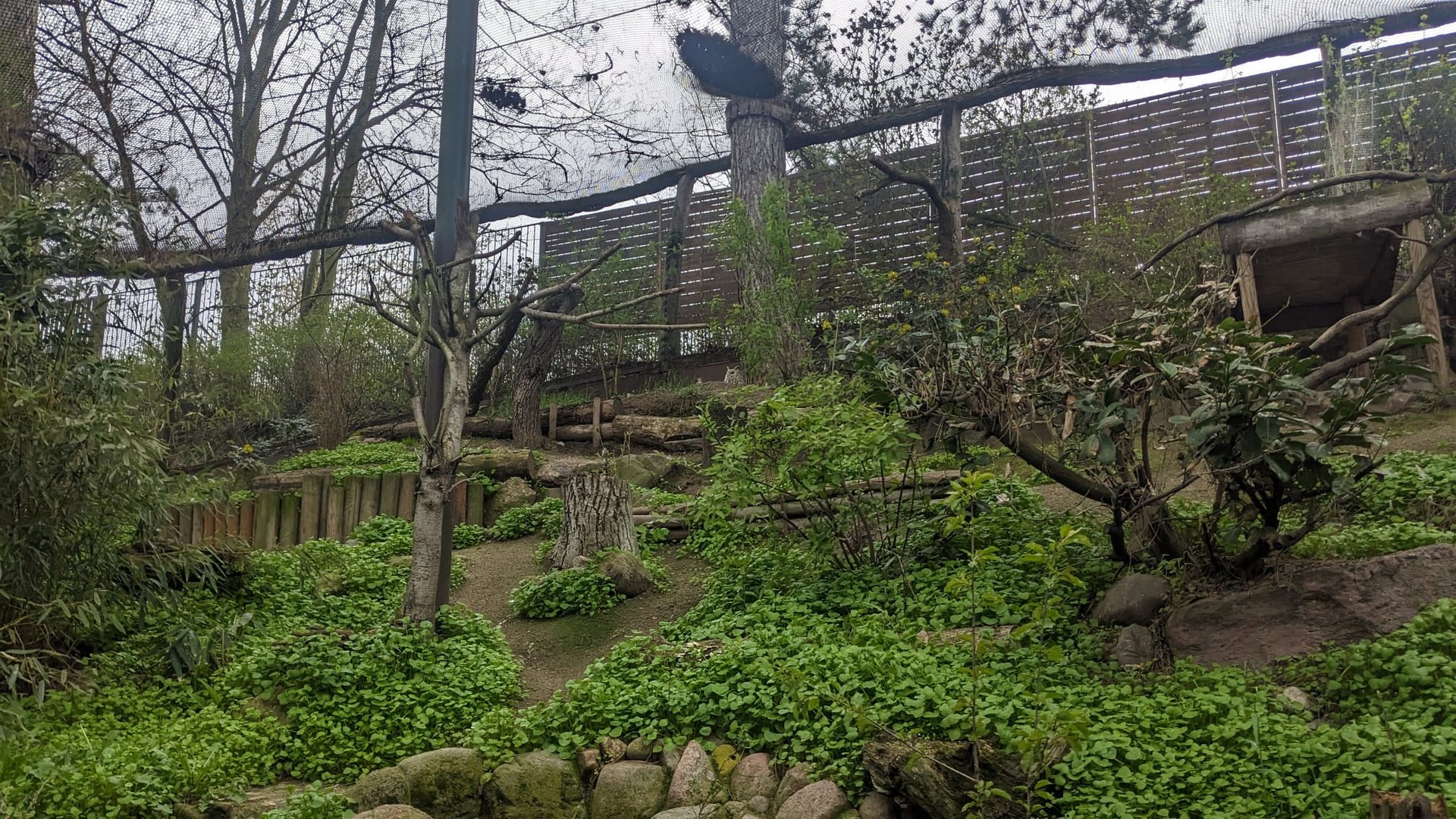 Siberian Eagle-owl Aviary